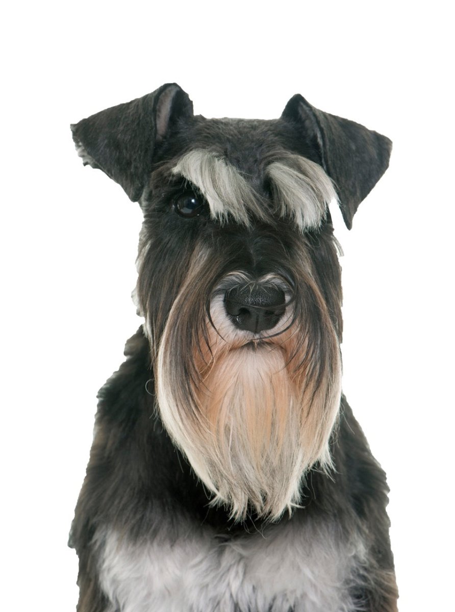 Dog Ready To Press DTF Transfers - Buy Bulk DTF