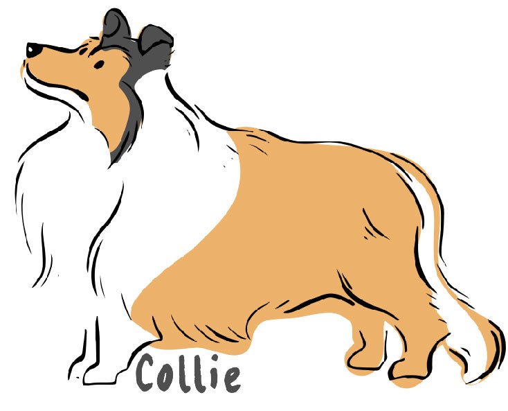 Collie Dog Vinyl Sticker Ready To Press DTF Transfer - Buy Bulk DTF