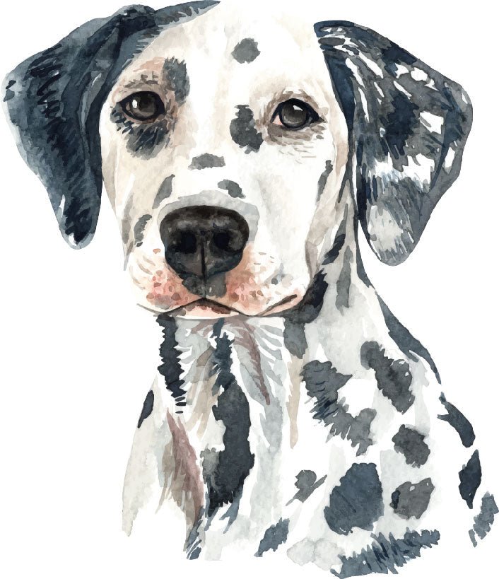 Dalmatian Dog Watercolor Print Vinyl Sticker Ready To Press DTF Transfer - Buy Bulk DTF