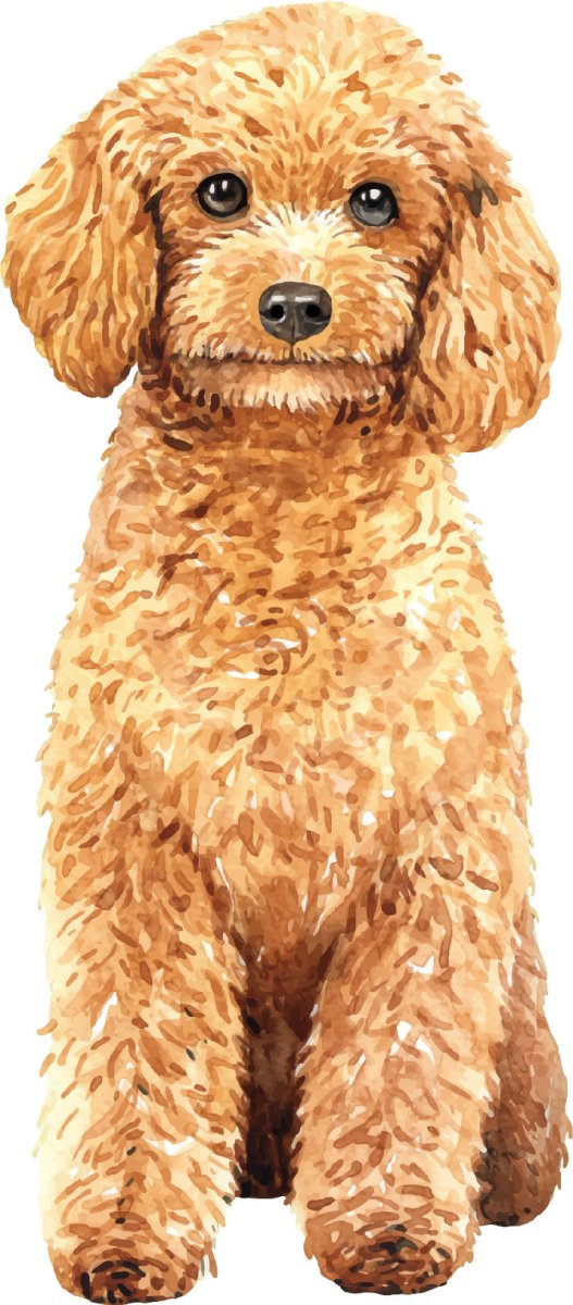 Hand Drawn Poodle Watercolor Dog Vinyl Sticker Ready To Press DTF Transfer - Buy Bulk DTF