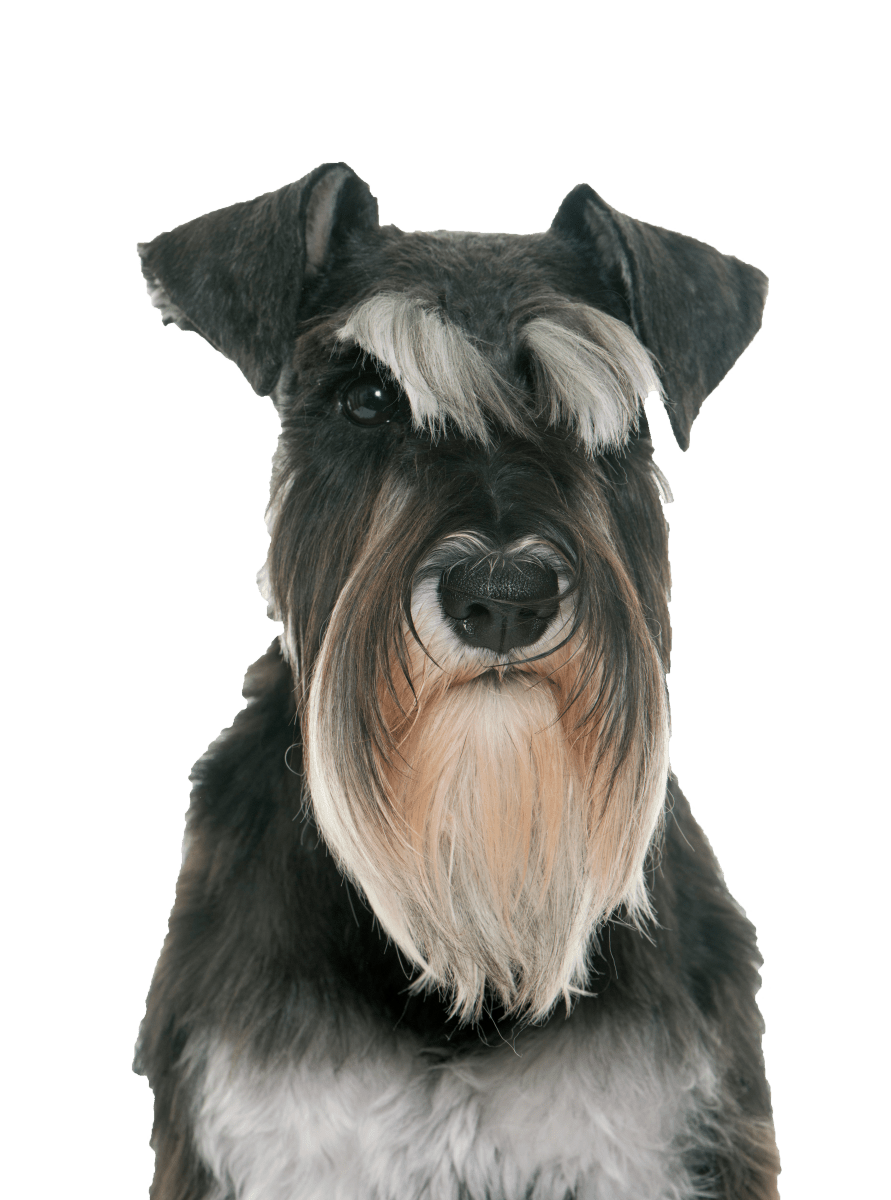 Miniature Schnauzer Ready To Press DTF Transfer - Buy Bulk DTF