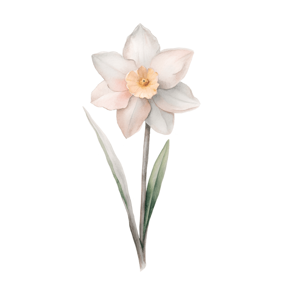 Narcissus - Ready To Press DTF Transfers - Buy Bulk DTF