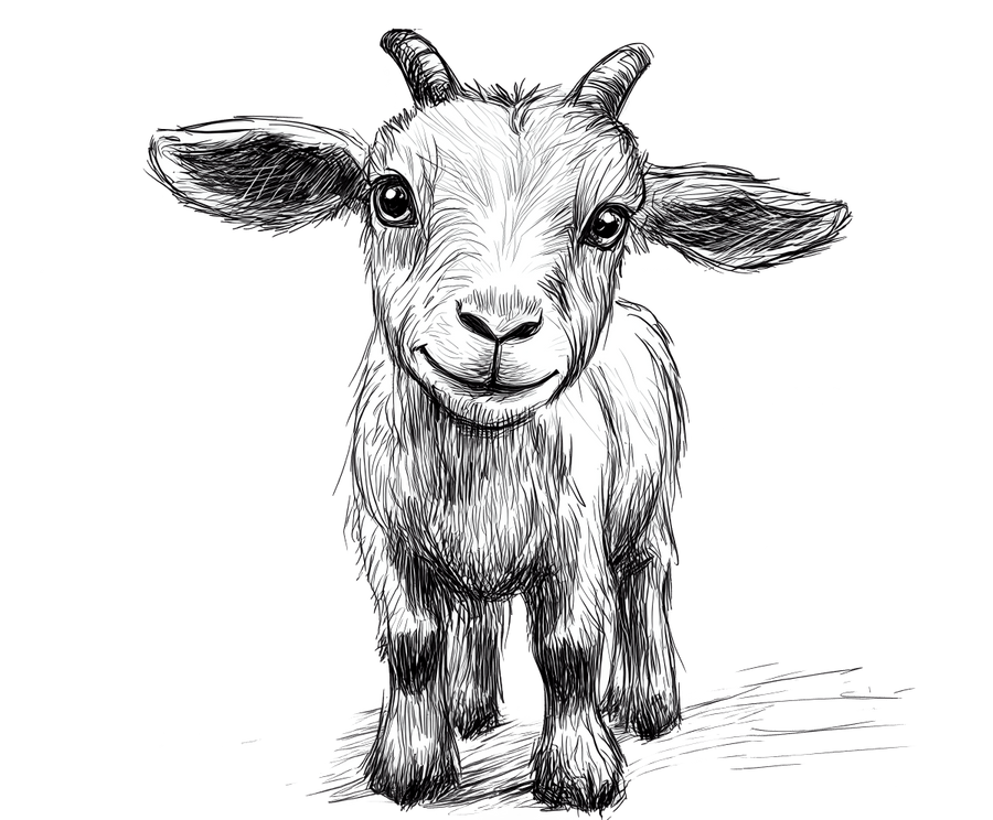 Pencil Sketch Goat 1 Ready to Press DTF Transfer - Buy Bulk DTF