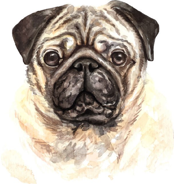 Pug Dog Vinyl Sticker Ready To Press DTF Transfer - Buy Bulk DTF
