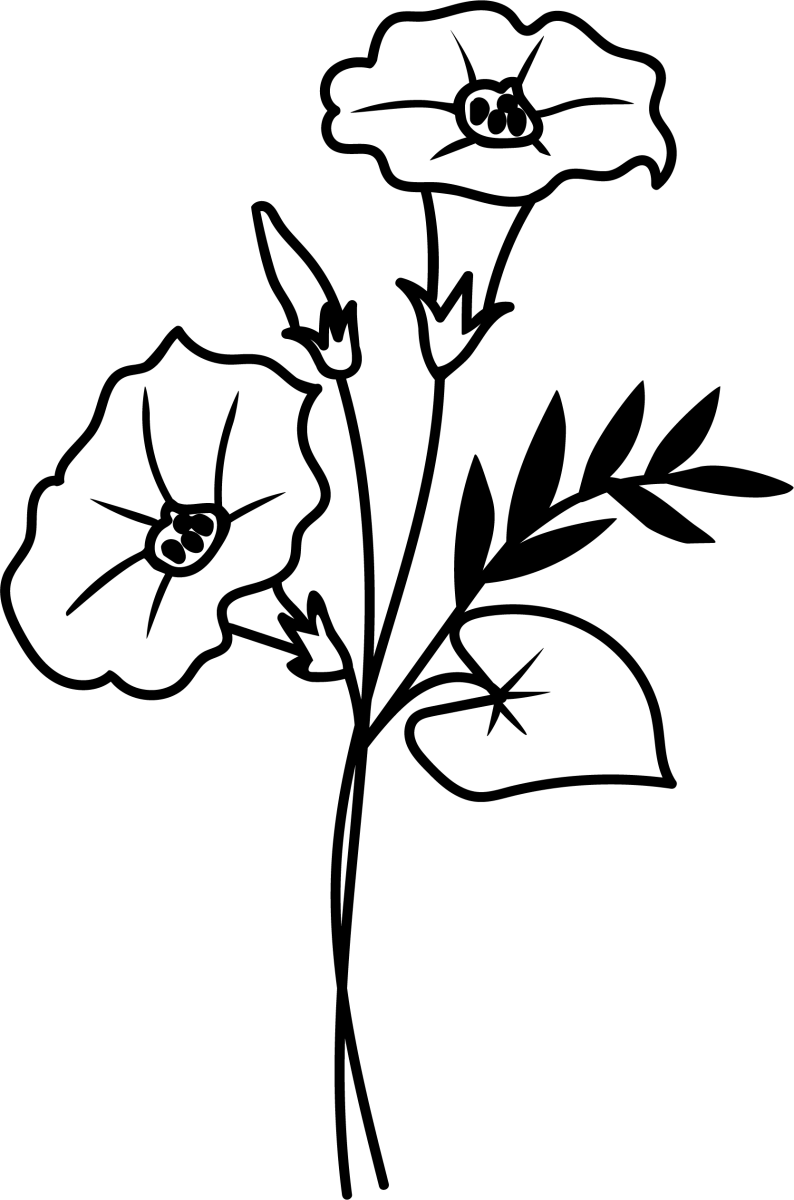 September Morning Glory - Ready To Press DTF Transfers - Buy Bulk DTF