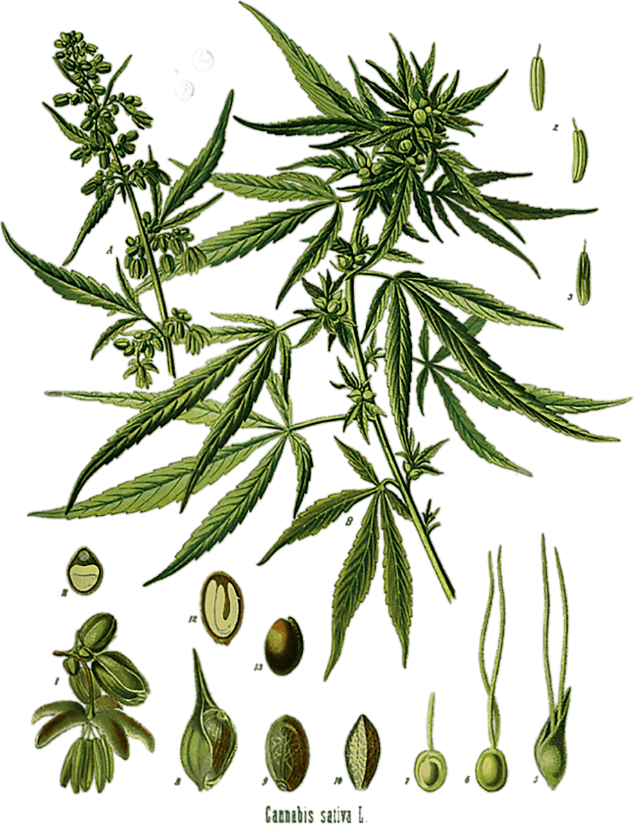 Vintage Cannabis Botanical Chart Antique Hemp Marijuana Weed T-Shirt Ready To Press DTF Transfer - Buy Bulk DTF