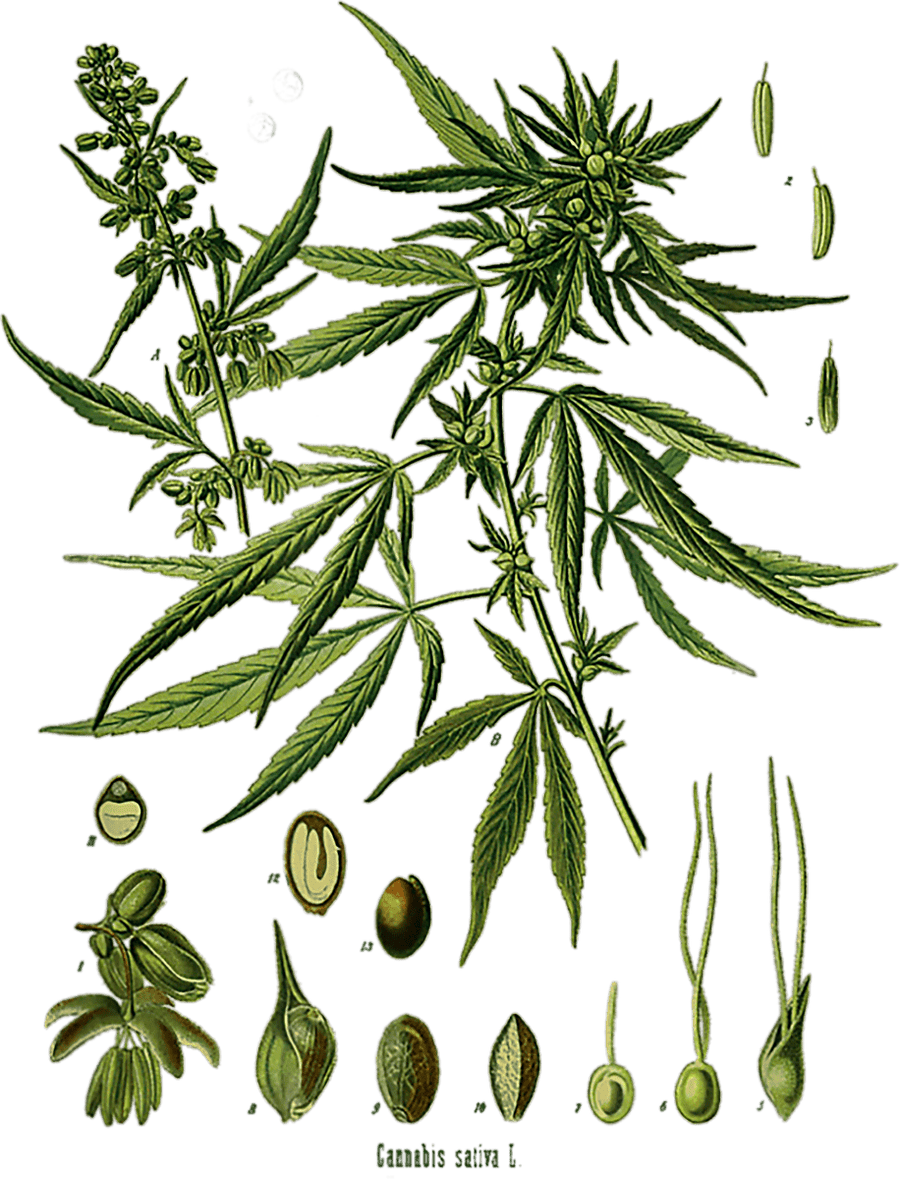 Vintage Cannabis Botanical Chart Antique Hemp Marijuana Weed T-Shirt Ready To Press DTF Transfer - Buy Bulk DTF